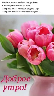Доброе утро тюльпаны - новые красивые открытки (48 ФОТО) | Доброе утро,  Открытки, Поздравительные открытки