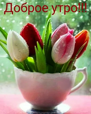 Доброе утро тюльпаны - новые красивые открытки (48 ФОТО)