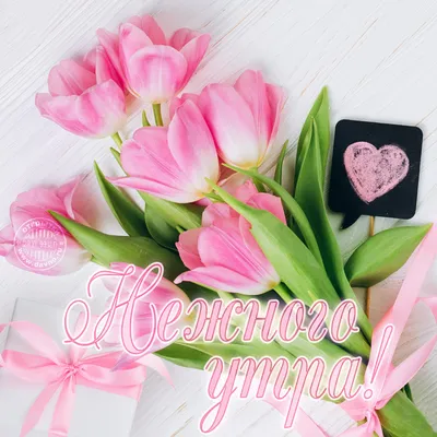 Нежного утра! Розовые тюльпаны и подарочек в коробке. — Скачайте на Davno.ru