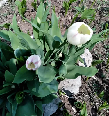 Картинки доброе утро весна тюльпаны (64 фото) » Картинки и статусы про  окружающий мир вокруг