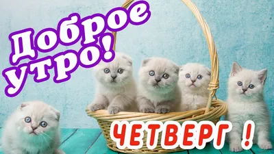 Пин от пользователя Елена на доске доброе утро | Четверг, Утро четверга, Доброе  утро