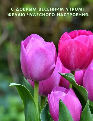 Картинки \"Доброе весеннее утро\" (65 открыток) • Прикольные картинки и  позитив