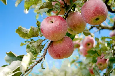 Яблочный Спас — картинки, открытки, поздравления — 19 августа праздник Преображение  Господне / NV