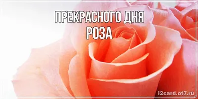 Открытка с именем Роза Прекрасного дня. Открытки на каждый день с именами и  пожеланиями.