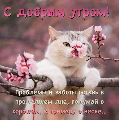 потягушечки :: доброе утро :: живность :: котэ (прикольные картинки с  кошками) / смешные картинки и другие приколы: комиксы, гиф анимация, видео,  лучший интеллектуальный юмор.