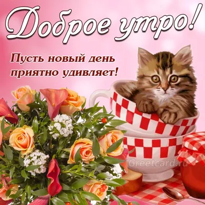 Пин от пользователя Inna на доске Благословенного утра и дня | Любители  кошек, Юмор про кошек, Счастливые картинки