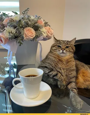 Светлана (@sotnik507)'s videos with Let's Twist Again - Chubby Checker |  TikTok