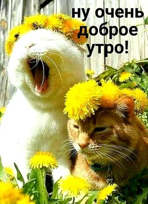 Недобрая кошка: картинки доброе утро - инстапик | Доброе утро, Открытки,  Смешные открытки