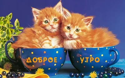 Приятная открытка с добрым утром с кошкой