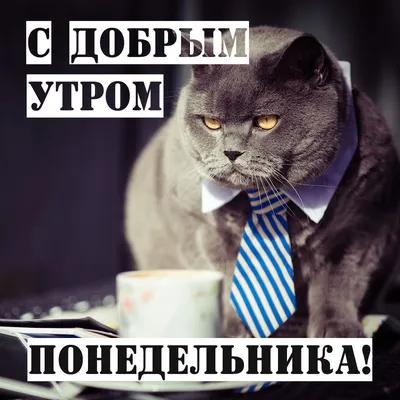 Весеннее 🍃🌞🌿 Утро доброе! | Good morning greetings, Animals, Good  morning photos