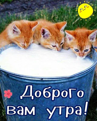 Добрый котик - 69 фото