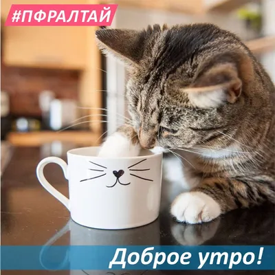 Доброе утречко | Милые котики, Милые щенки, Кинг-конг