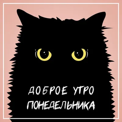 ДОБРОЕ УТРО! 💚🌺🌞🌺❤ ПОЗИТИВА 🍊💜💐🍎💜🍋 и главное ЗДОРОВЬЯ ! Улыбнись,  ❤😉💐😋❤ и весь мир улыбне… | Смешные фотографии кошек, Милые котики,  Кошачьи фотографии