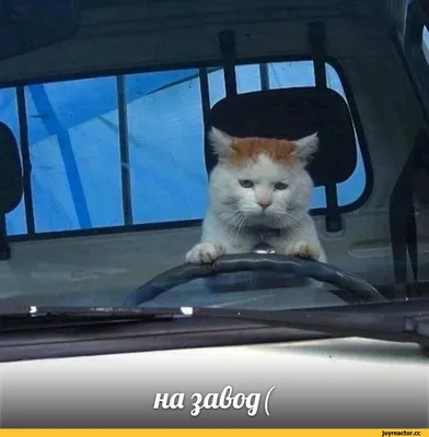Кот и кофе картинки - 76 фото