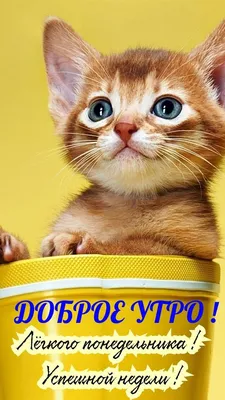 Идеи на тему «ДОБРОЕ УТРО, ДЕНЬ, ВЕЧЕР, НОЧЬ - КОШКИ» (130) | доброе утро,  кошки, открытки