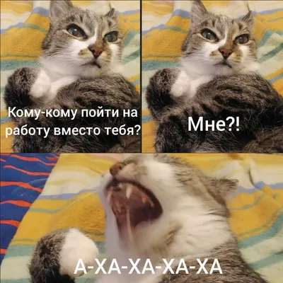 Корм Карми - 🐾Всем доброго утра и хороших выходных🐾 #доброеутро  #хорошиевыходные #кошки #собаки #животные | Facebook
