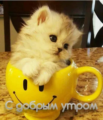 Кошка понедельника: картинки доброе утро - инстапик | Смешные открытки, Доброе  утро, Открытки