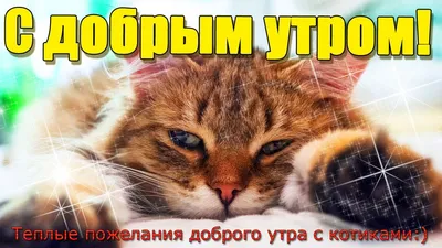 сдобрымутром #котики #утродоброе #красивоевидео | TikTok