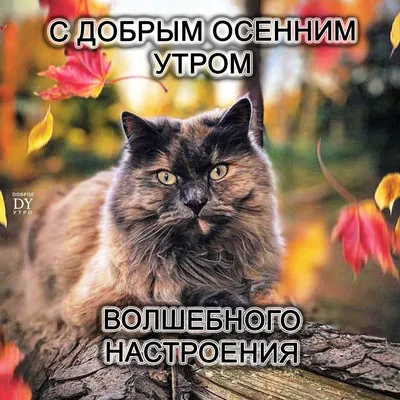 Доброе утро, кошка на кухне, …» — создано в Шедевруме