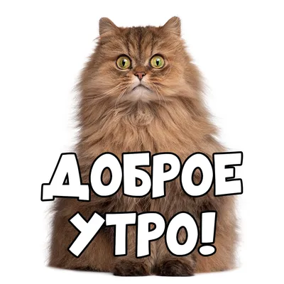 доброе утро картинки кошки｜Поиск в TikTok