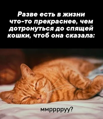 С Добрым Утром и Хорошим днём! / Музыкальная открытка с котами / Картинки  котиков с пожеланиями - YouTube