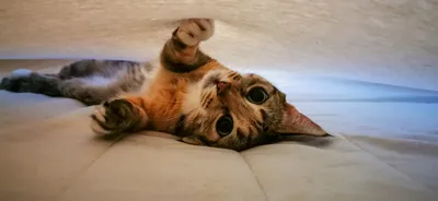 Доброе утро! Милый котёнок мейн-…» — создано в Шедевруме