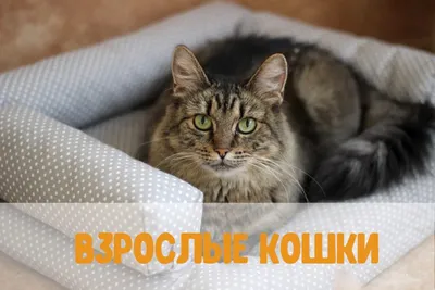 Смешные фото котов с надписями до слез - YouTube