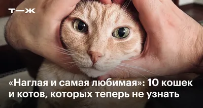 В Сибири записали песню про мем с Наташей и ее котами - Российская газета