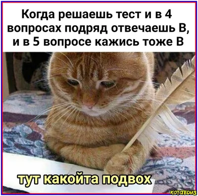 Топ-20 смешных мемов про кошек №3 | Котопедия. Мемы и видео о котах! | Дзен