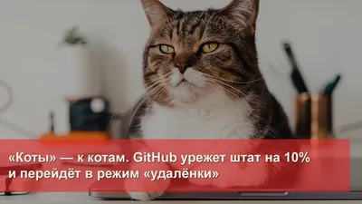 Кто также?) 😄😄😄самые смешные и озорные коты 🐈 Подписывайся 👉  @insta_pussies ⠀ Ставь уведомления о новых постах🔔 ⠀ #кот #коты #котики  #кошк… | Instagram