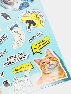 Кружка \"С котом кот , с прикольной надписью картинкой\", 330 мл - купить по  доступным ценам в интернет-магазине OZON (1078143214)