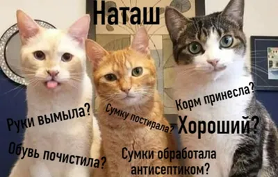 Смешные картинки с котами и надписями для поднятия настроения бесплатно