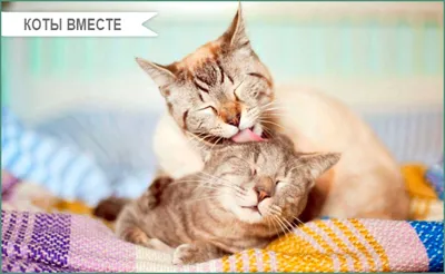 Пятничная подборка. 10 фотоприколов с котами и кошками | Кошки, Кот,  Домашние животные домики