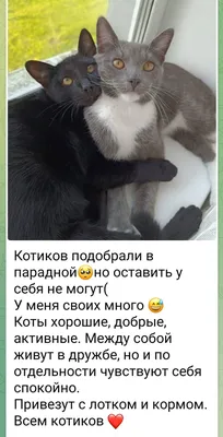 смешные коты с надписями | ВКонтакте