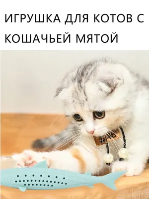 Картинки с надписями про котов