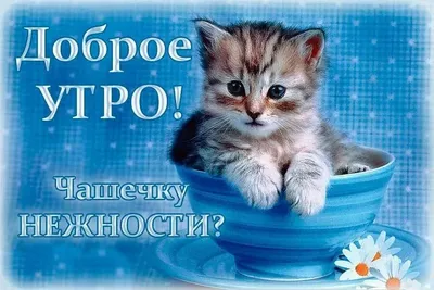 Котоарт - Картинки с котами - Вася Ложкин
