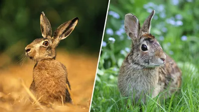 Разница между кроликом и зайцем наглядно | Вокруг света | ВКонтакте