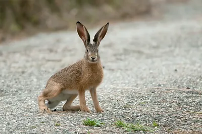 Благодаря человеку завоевали весь мир»: учёный-зоолог — о кроликах и зайцах,  их сходствах и различиях — РТ на русском