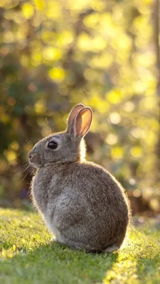 6 главных отличий между кроликом и зайцем