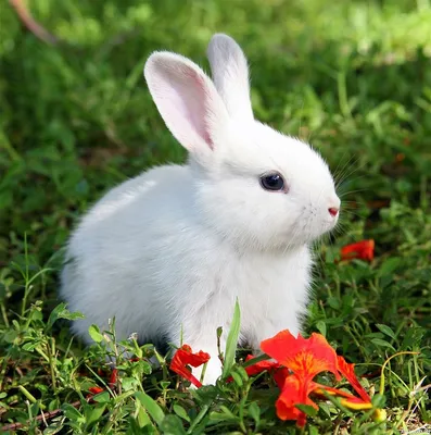 Отличие зайца от кролика. То о чем не знали Вы и Ваши дети. | Животные и  интересные факты о них! | Дзен