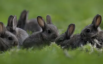 Зайцы и живая природа и кролик Стоковое Изображение - изображение  насчитывающей черный, цветы: 108311919