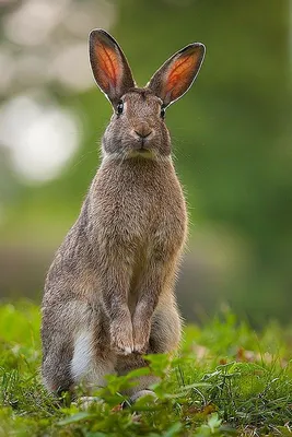 Фотография милого и очаровательного кролика и зайца | Премиум Фото