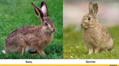 живность :: отличия :: зайцы :: кролики / смешные картинки и другие  приколы: комиксы, гиф анимация, видео, лучший интеллектуальный юмор.