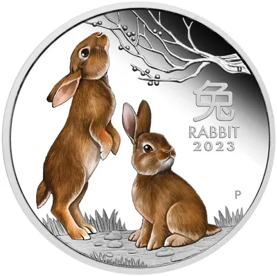 Благодаря человеку завоевали весь мир»: учёный-зоолог — о кроликах и зайцах,  их сходствах и различиях — РТ на русском