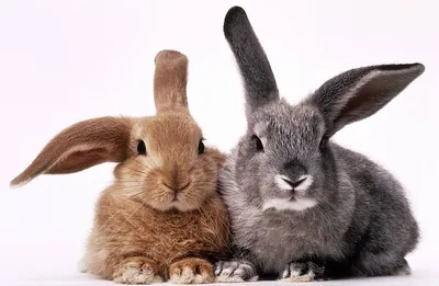 Совсем не одно и то же: чем зайцы отличаются от кроликов