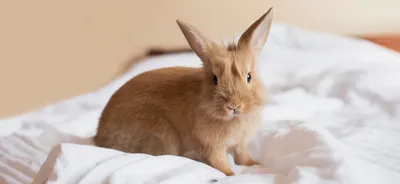 Фотография милого и очаровательного кролика и зайца | Премиум Фото