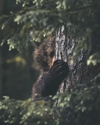 Медведь из за кустов картинка