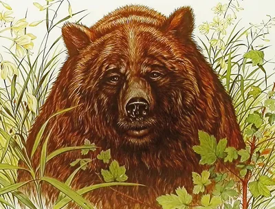 Сидел в кустах, забился в угол»: в Новосибирской области жители села  прогнали медведя из огорода - KP.RU