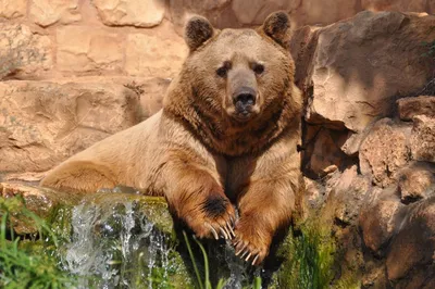 Бурый медведь смотря из куста Стоковое Фото - изображение насчитывающей  древесины, конец: 146179694