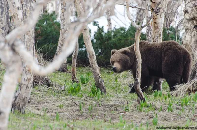 Медведь испугался шороха в кустах: в Сети показали удивительное видео:  читать на Golos.ua